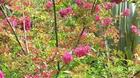 jardins-fleuris-et-espaces-verts